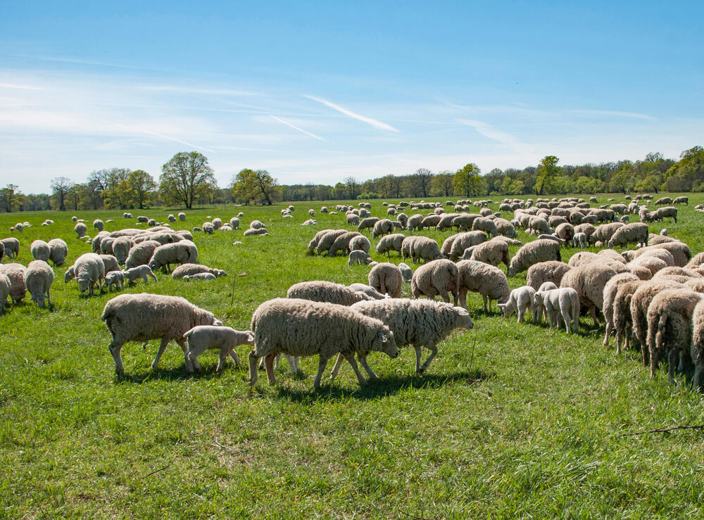 Lämmer auf der DBU-Naturerbefläche Roßlauer Elbauen © Klaus Peter Hurtig/Bundesforst