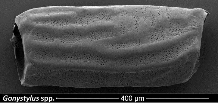 Ramin-Gefäß © Uni Hamburg