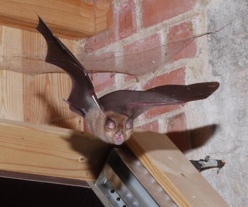 Große Hufeisennase &copy; Rudi Leitl