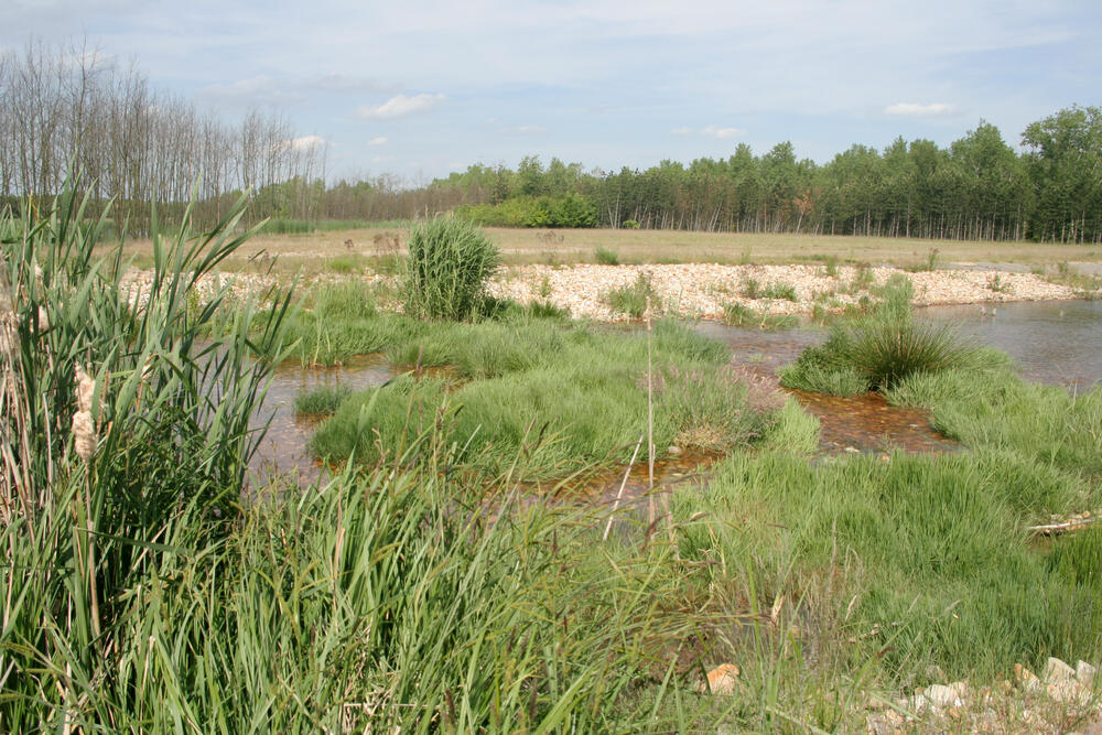 DBU-Naturerbefläche Goitzsche © Falko Heidecke