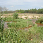 DBU-Naturerbefläche Goitzsche © Falko Heidecke