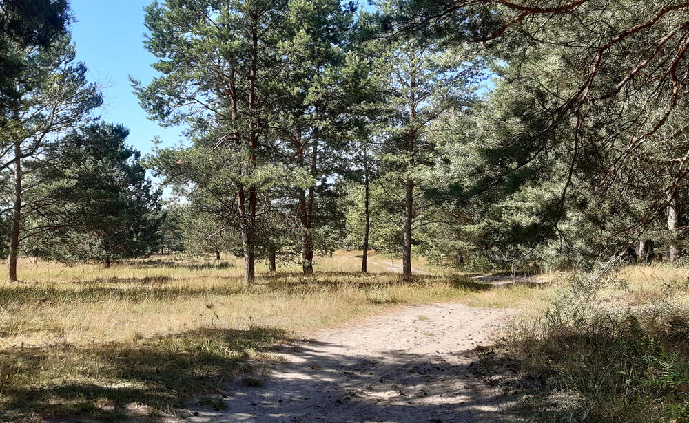 DBU-Naturerbefläche Kellerberge © Detlev Riesner/Bundesforst