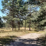 DBU-Naturerbefläche Kellerberge © Detlev Riesner/Bundesforst