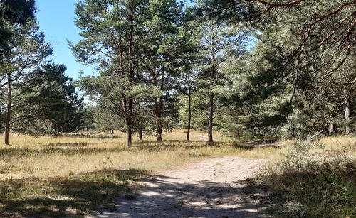 DBU-Naturerbefläche Kellerberge © Detlev Riesner/Bundesforst