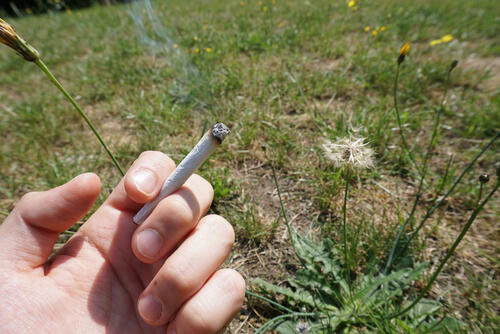 Brandsatz Zigattenstummel © DBU Naturerbe