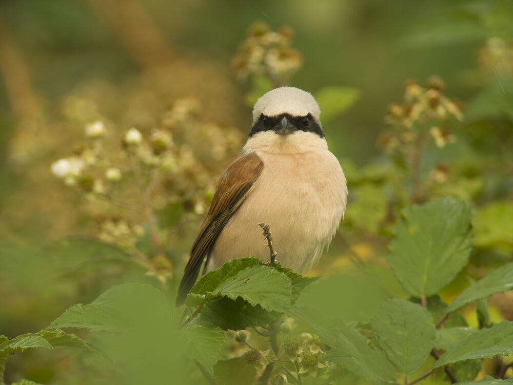 Neuntöter © Axel Schonert