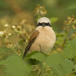 Neuntöter © Axel Schonert