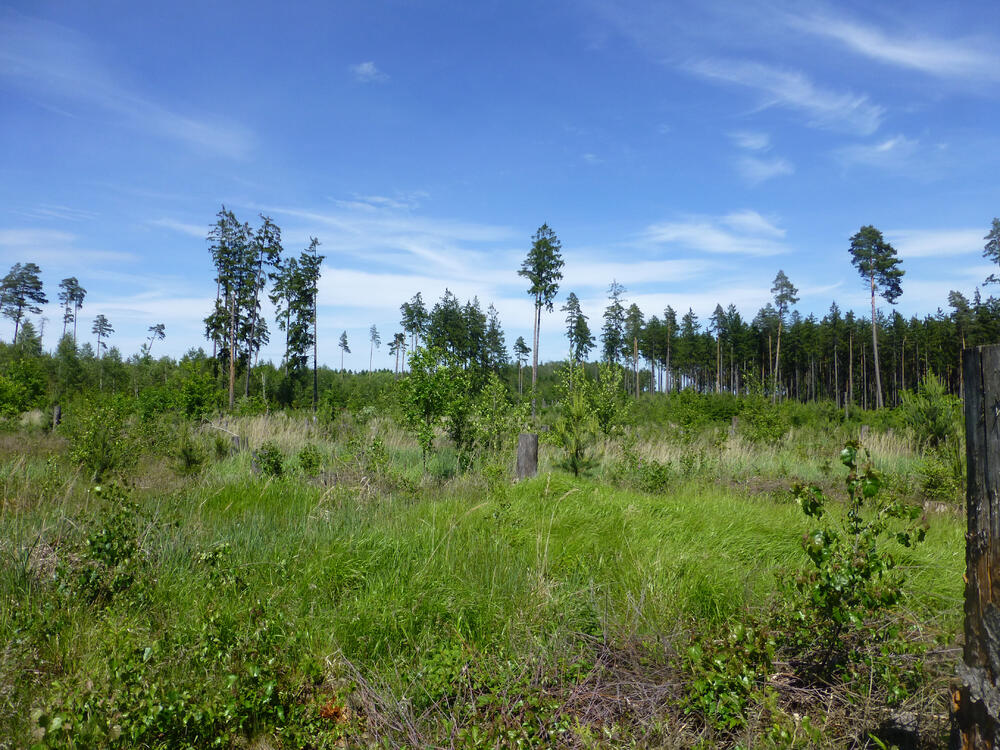 Lichtung Pöllwitzer Wald © F. Strigl