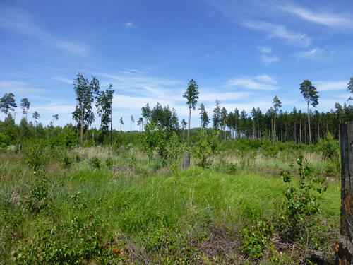 Lichtung Pöllwitzer Wald © F. Strigl