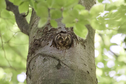 Raufußkauz © Jasper Wehrmann 