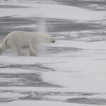 Eisbär &copy; Hans Oerter