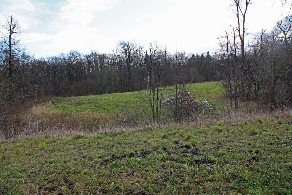 DBU-Naturerbefläche Drosselberg © Heike Culmsee/DBU 