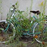 Fahrrad © Mirko Dreßler/piclease