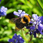 Kuckuckshummel © Guntram Hufler/piclease