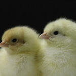 Küken © TiHo/Hankel