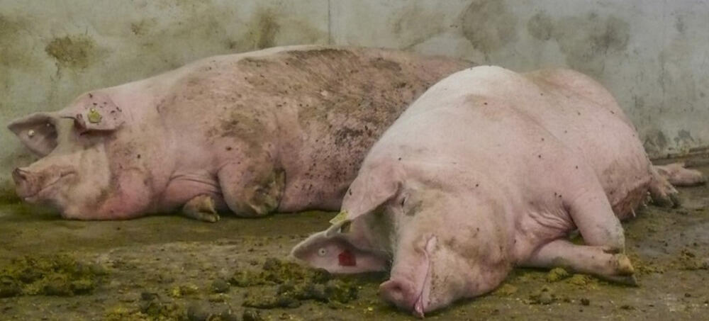 Tragende Sauen © TiHo/Visscher