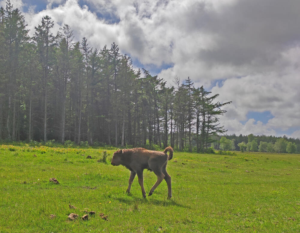 Wisentkalb auf DBU-Naturerbefläche Cuxhavaner Küstenheiden © Arne Hasenkampf