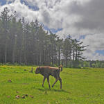 Wisentkalb auf DBU-Naturerbefläche Cuxhavaner Küstenheiden © Arne Hasenkampf