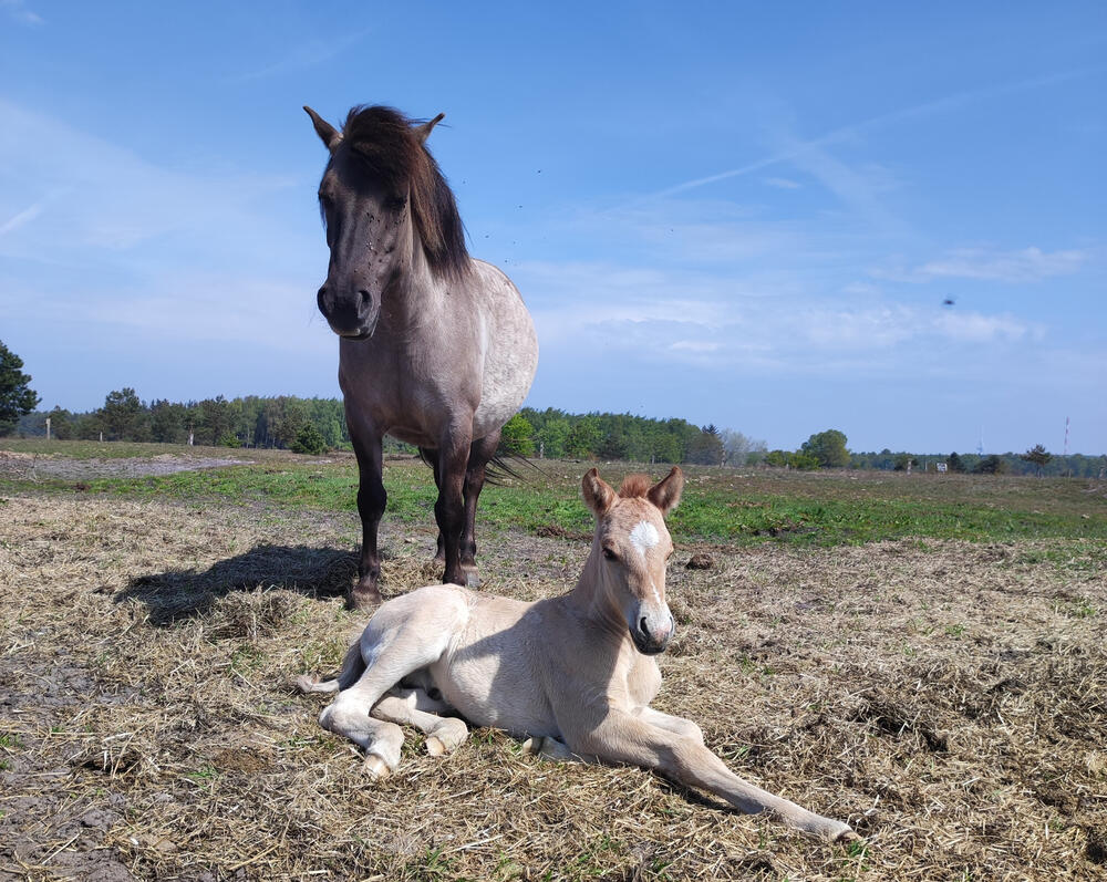 Konikpferd mit Fohlen auf DBU-Naturerbefläche Cuxhavener Küstenheiden © Arne Hasenkampf