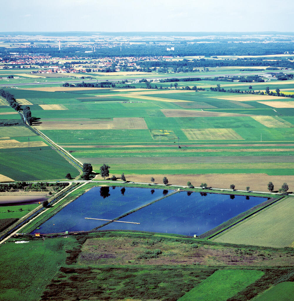 Moorschutz durch Rohrkolbenanbau 