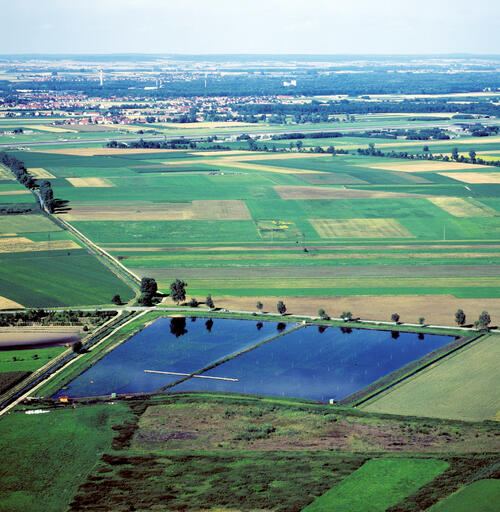 Moorschutz durch Rohrkolbenanbau 