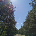 Kiefernforst auf der DBU-Naturerbefläche Ueckermünder Heide © Maximilian Marr/Bundesforst