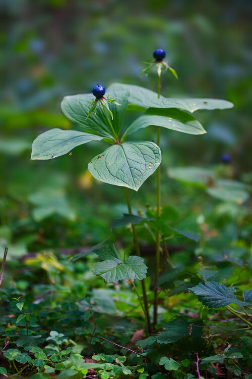 Einbeere mit Beeren © Udo Steinhäuser/Loki Schmidt Stiftung
