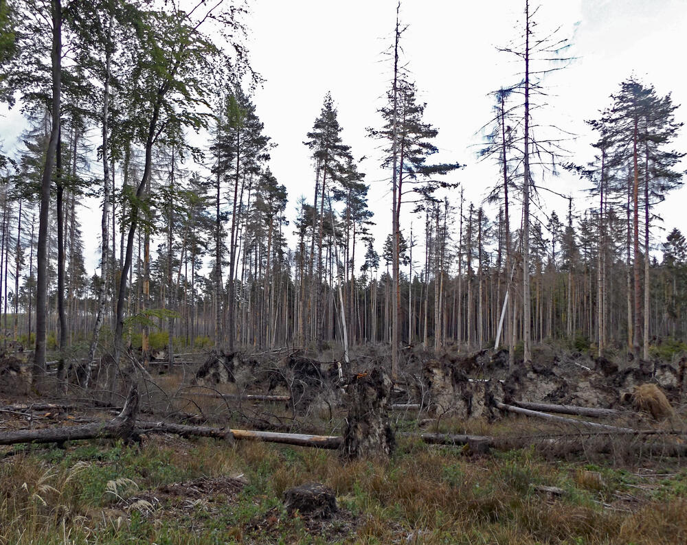 Schadholz DBU-Naturerbefläche Pöllwitzer Wald  © Robert Zimmermann-Safar/Bundesforst