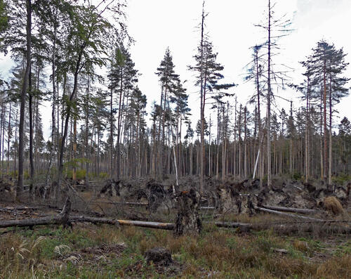 Schadholz DBU-Naturerbefläche Pöllwitzer Wald  © Robert Zimmermann-Safar/Bundesforst