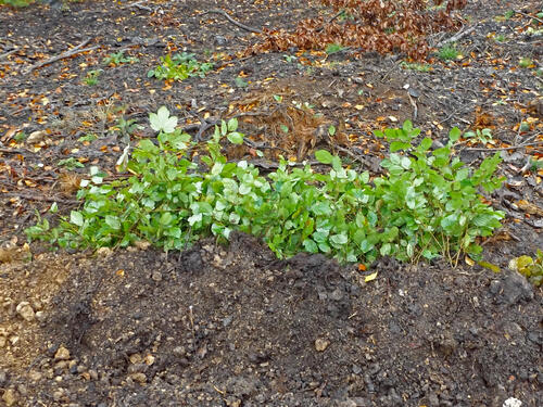 Rotbuchen-Wildlinge &copy; Robert Zimmermann-Safar/Bundesforst