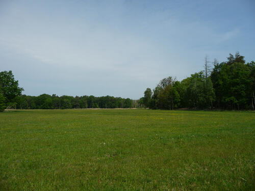 DBU-Naturerbefläche Gelbensander Forst Grünland © Uwe Fuellhaas/ DBU Naturerbe 