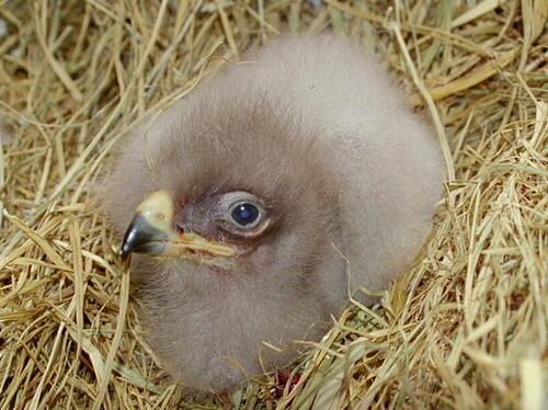 Schreiadlerküken 