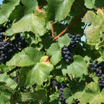 Sehen Sie selbst... &copy; Irsch, Wilhelm/piclease