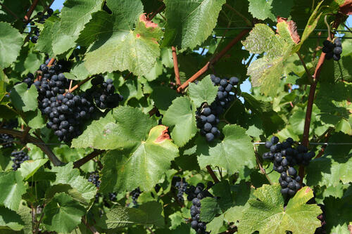 Sehen Sie selbst... &copy; Irsch, Wilhelm/piclease