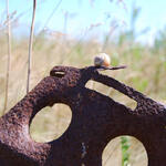 Schnecke © Dr. Uwe Fuellhaas (DBU)