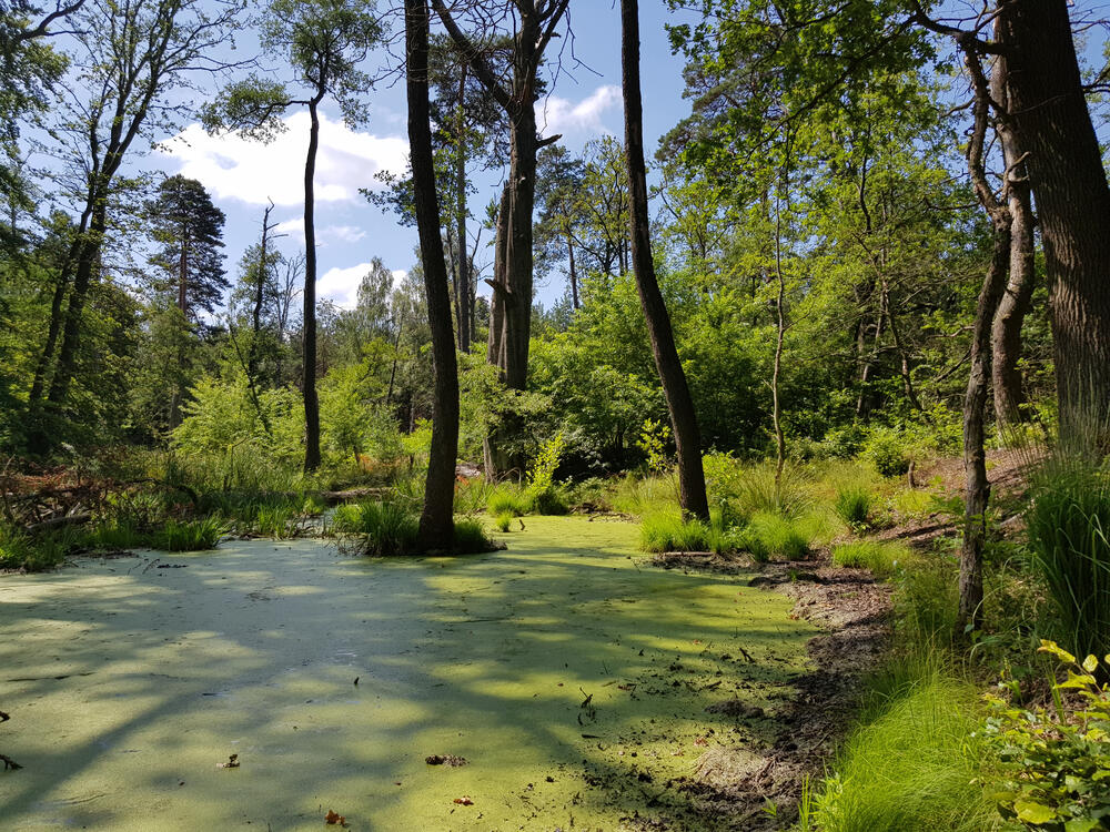 DBU Naturerbefläche Authausener Wald © Katja Behrendt (DBU)