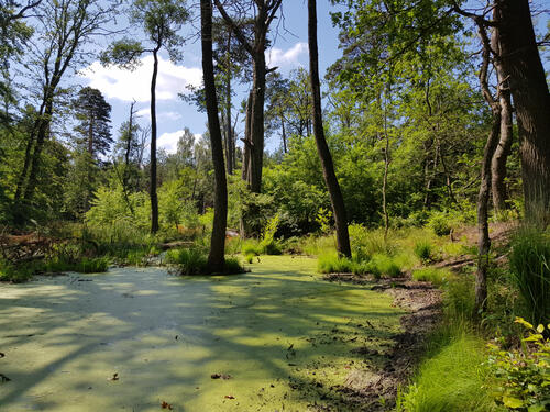 DBU Naturerbefläche Authausener Wald © Katja Behrendt (DBU)