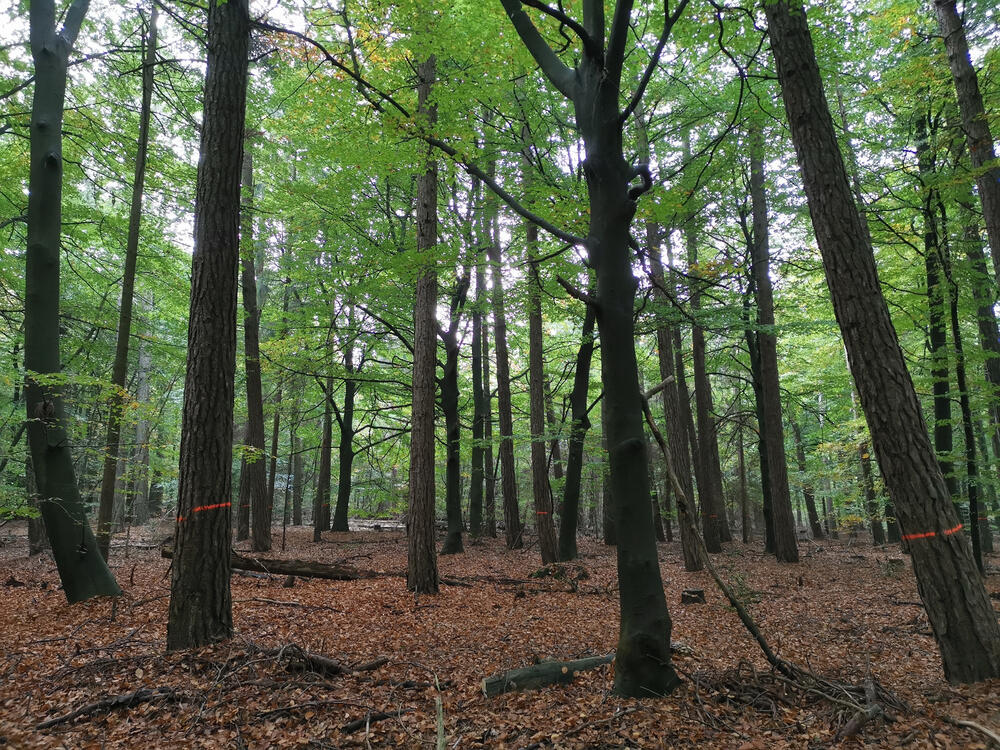 Laubwald - Cuxhavener Küstenheiden © Dominik Sucker-Weiß/Bundesforst