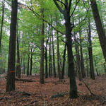Laubwald - Cuxhavener Küstenheiden © Dominik Sucker-Weiß/Bundesforst