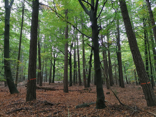 Laubwald - Cuxhavener Küstenheiden © Dominik Sucker-Weiß/Bundesforst