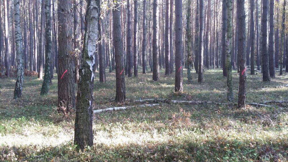 Rüthnicker Heide WiNat 