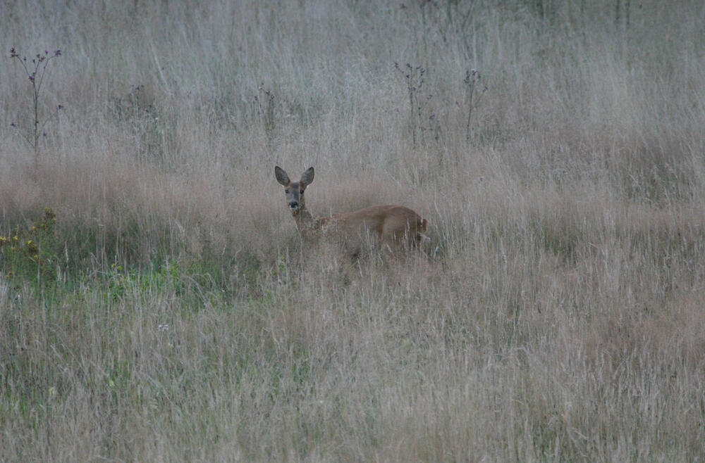 Rehwild auf Wildwiese © Egbert Brunn/Bundesforst