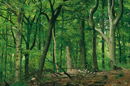 Buchenwald auf Rügen &copy; Norbert Rosing