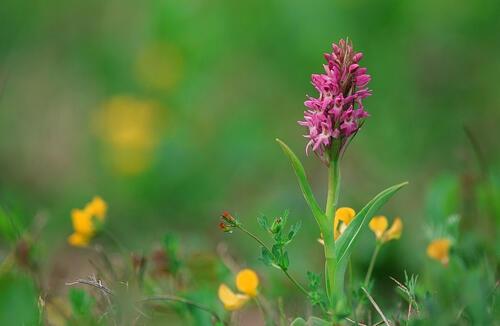 Ruthes Knabenkraut &copy; Norbert Rosing