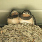 Artenschutz Sanierung Rauchschwalbe Nest &copy; J.Lübbert/BUND Region Hannover