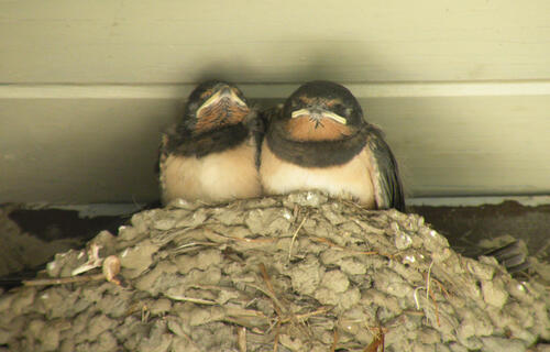 Artenschutz Sanierung Rauchschwalbe Nest &copy; J.Lübbert/BUND Region Hannover