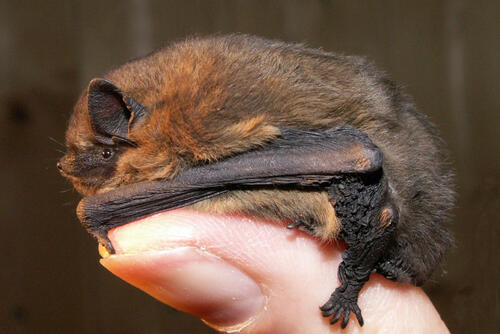 Zwergfledermaus Sanierung Artenschutz &copy; S.Maurer-Wohlatz/ BUND Region Hannover