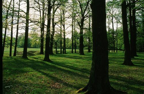 Hutewald im Hainberg 