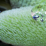 Schwimmfarn Salvinia molesta © Wilhelm Barthlott