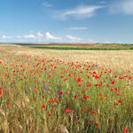 Mehr Biodiversität in der Agrarlandschaft &copy; GIS - stock.adobe.com